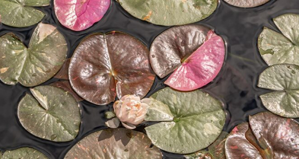 Q&A with DWS’s Frederike Bauer_ ‘Data evolution is fostering awareness in climate, biodiversity impact investing’ Q&A with DWS’s Frederike Bauer_ ‘Data evolution is fostering awareness in climate, biodiversity impact investing’